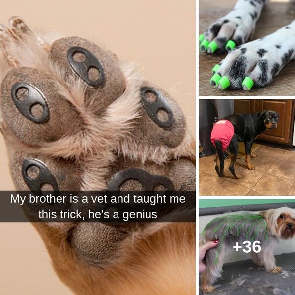 35+ Dog Care Tricks Every Owner Should Know